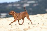 PINSCHER NAIN 024